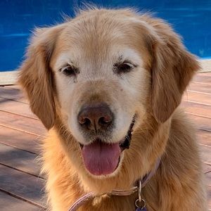 Meet your Posher, Polly